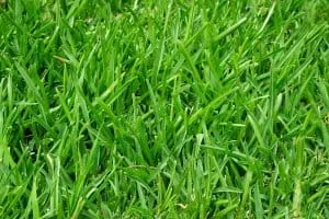 Best Lawn Fertilizer