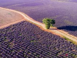 An aerial view of a tree in a lavender field in the summer in Provence, France. [Image Source: Matteocolombo.com]