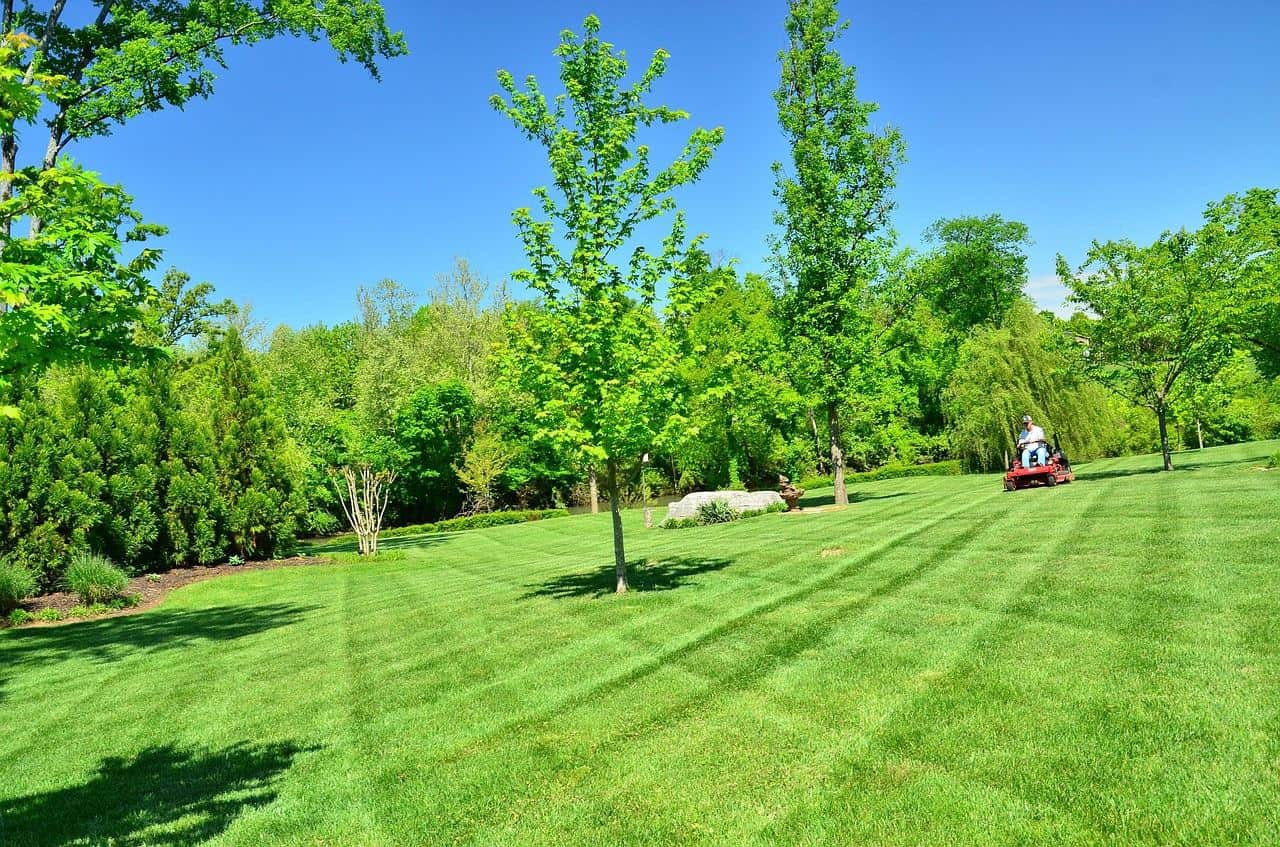 Organic Lawn Care Best Tips for 2023 Sta.ME