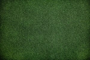 how to plant grass