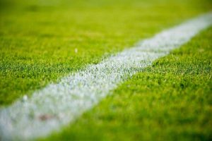 how to plant grass