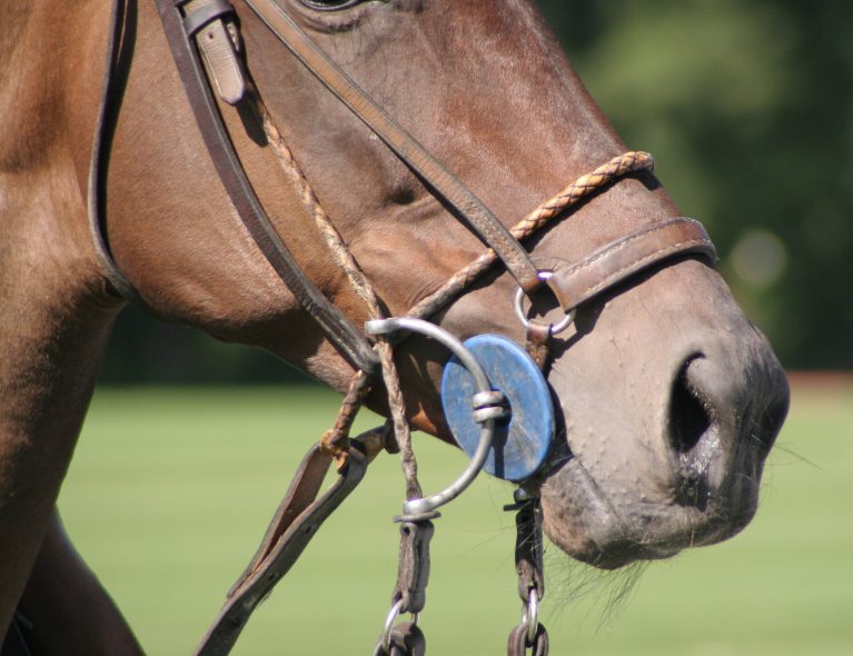 5 Basic Equipment You Need for Your First Horse 2020 Guide Sta.ME