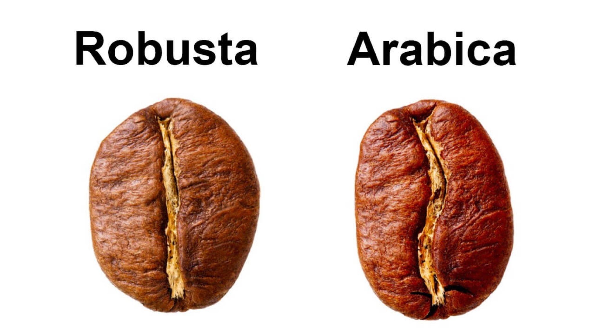 Arabica vs. Colombian Coffee Explain the Difference? 2023 Guide