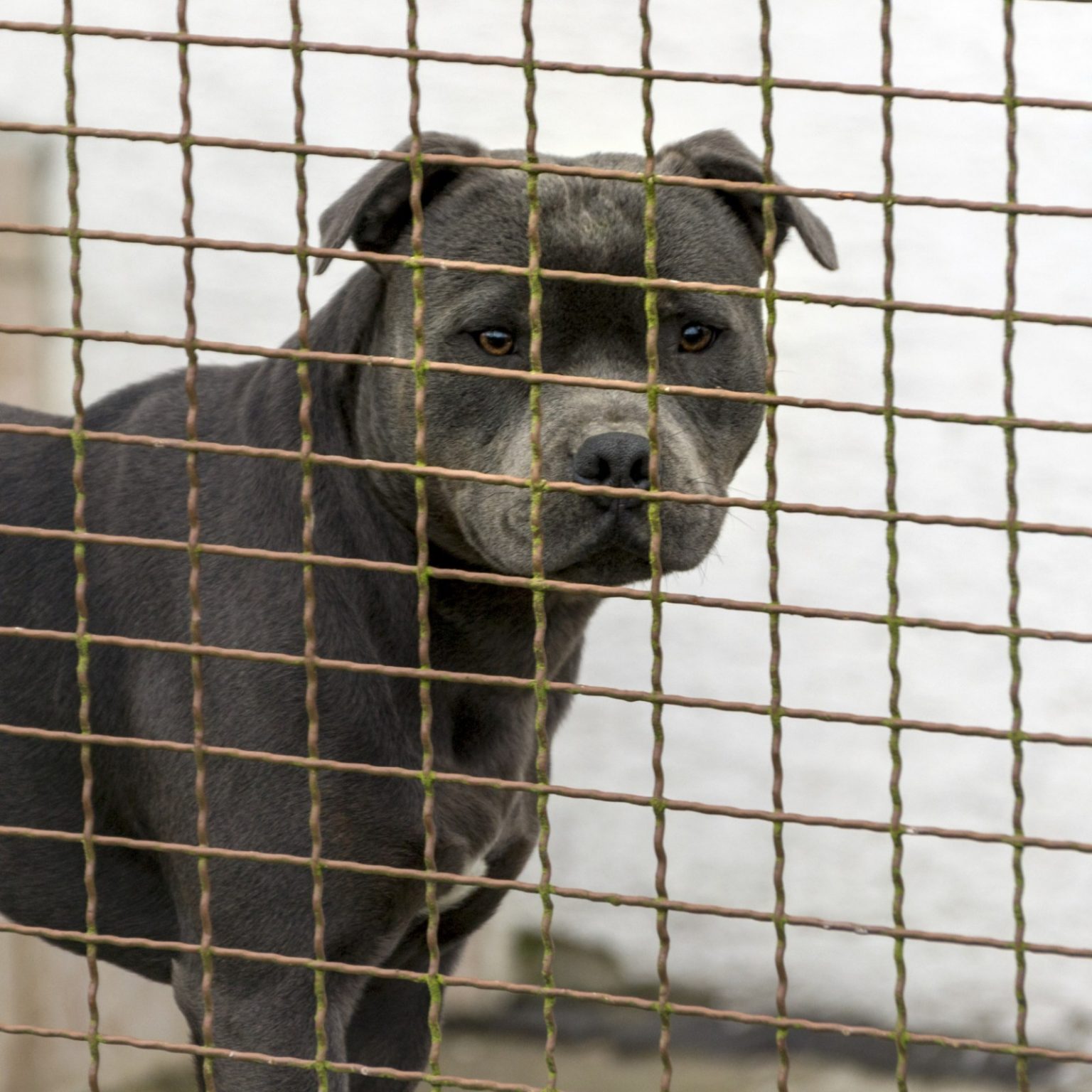 4 Best Dog Cages for Pitbulls in 2024 Sta.ME