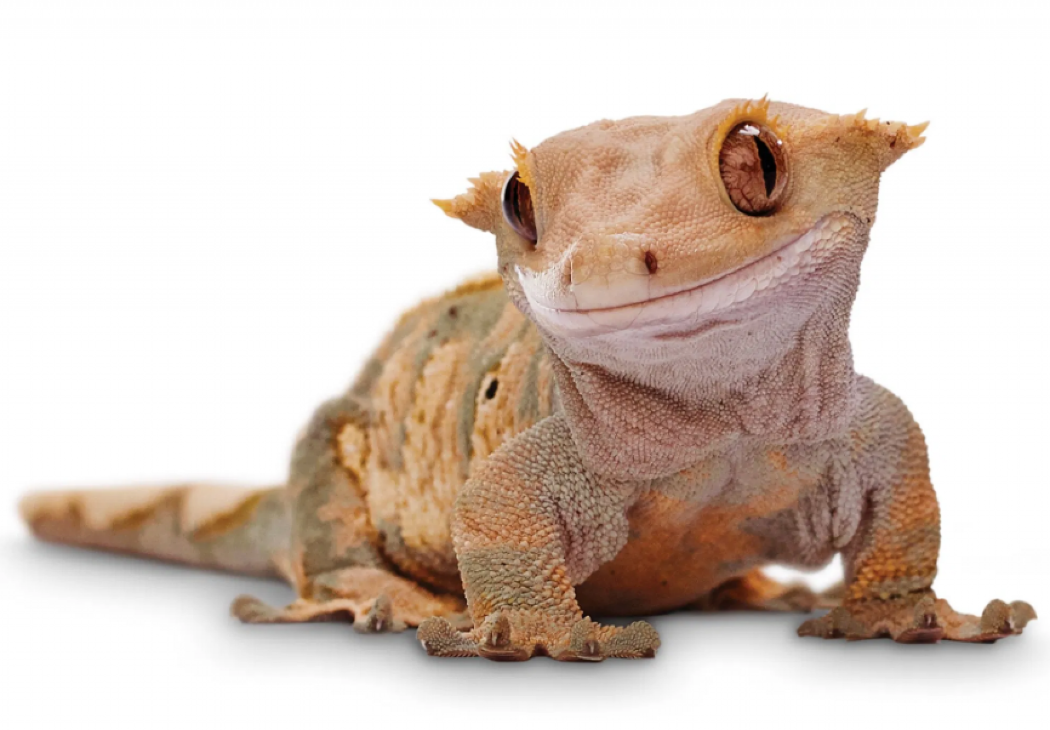 Top 10 Cutest Pet Reptiles 2024 Guide WebSta.ME