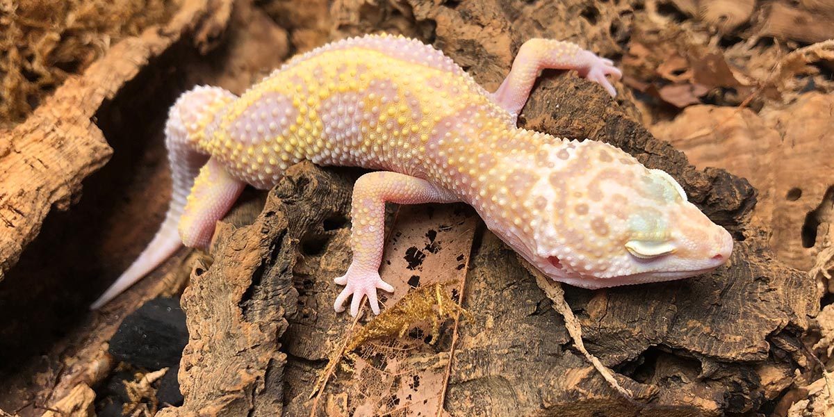 Top 10 Cutest Pet Reptiles - 2021 Guide - WebSta.ME