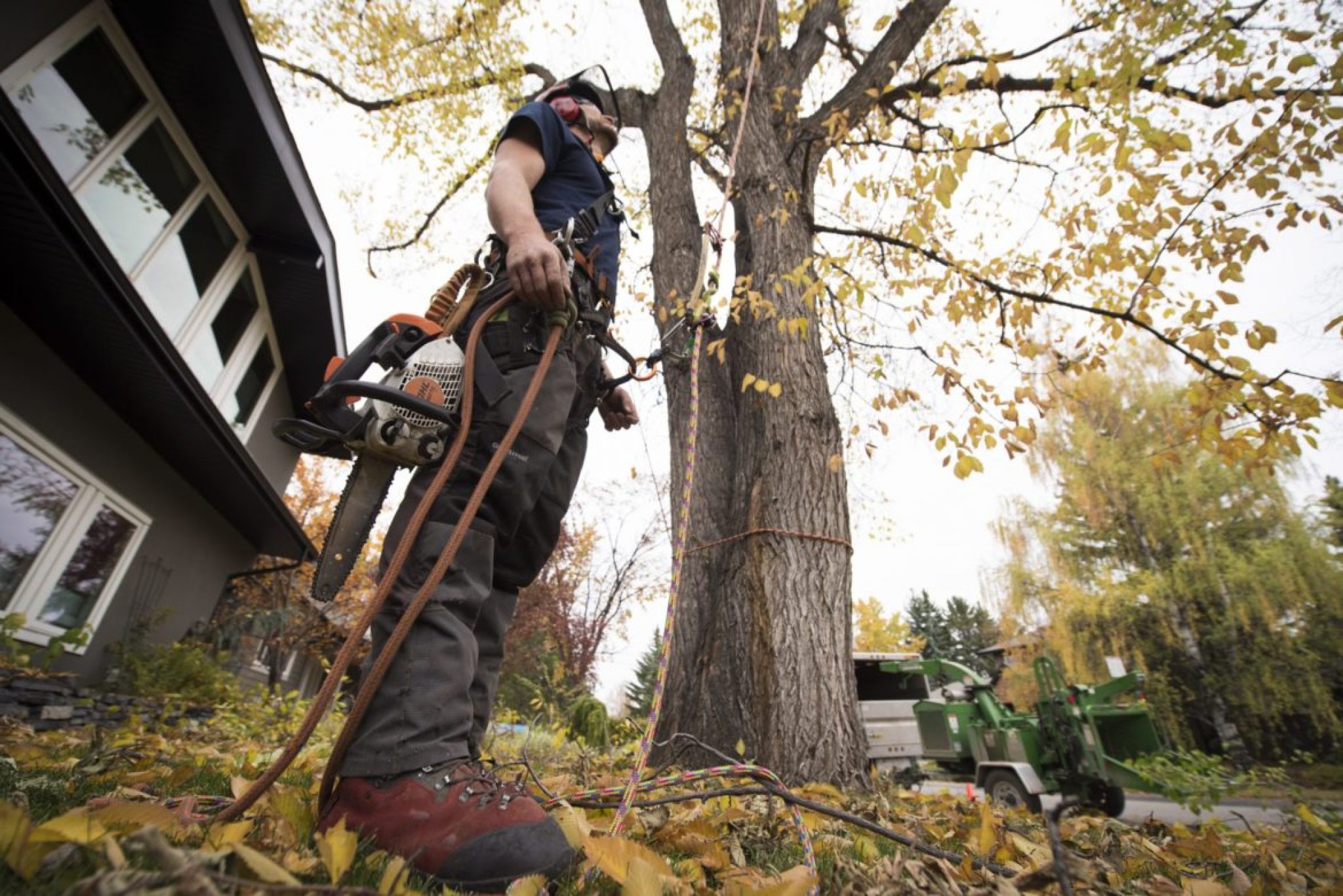 What to Look For When Hiring Professional Tree Services 2023 Guide