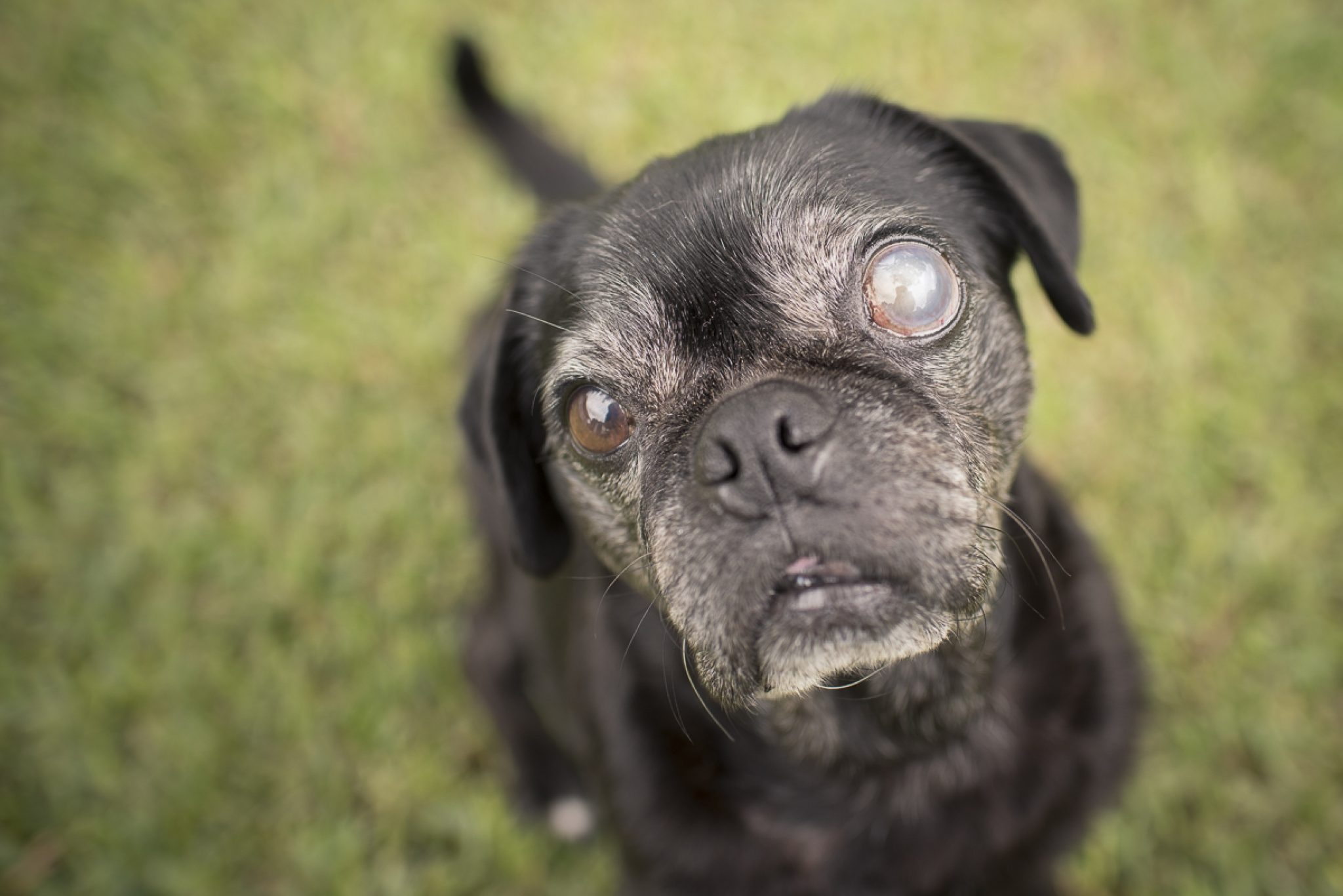 5 Most Common Health Issues Pugs Have Sta.ME