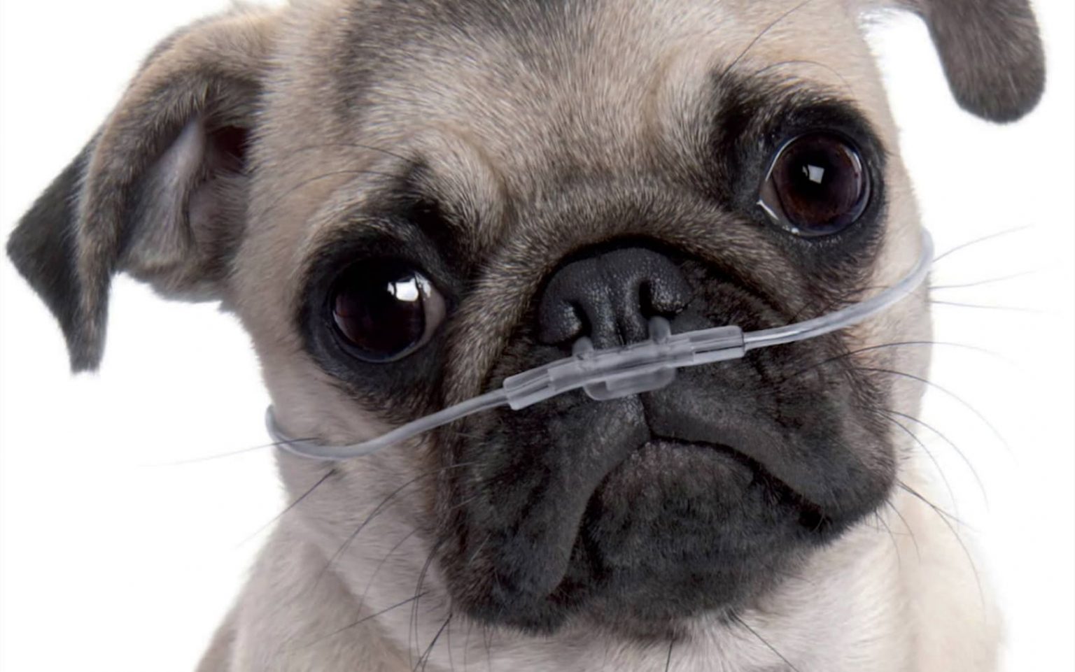 5 Most Common Health Issues Pugs Have - WebSta.ME