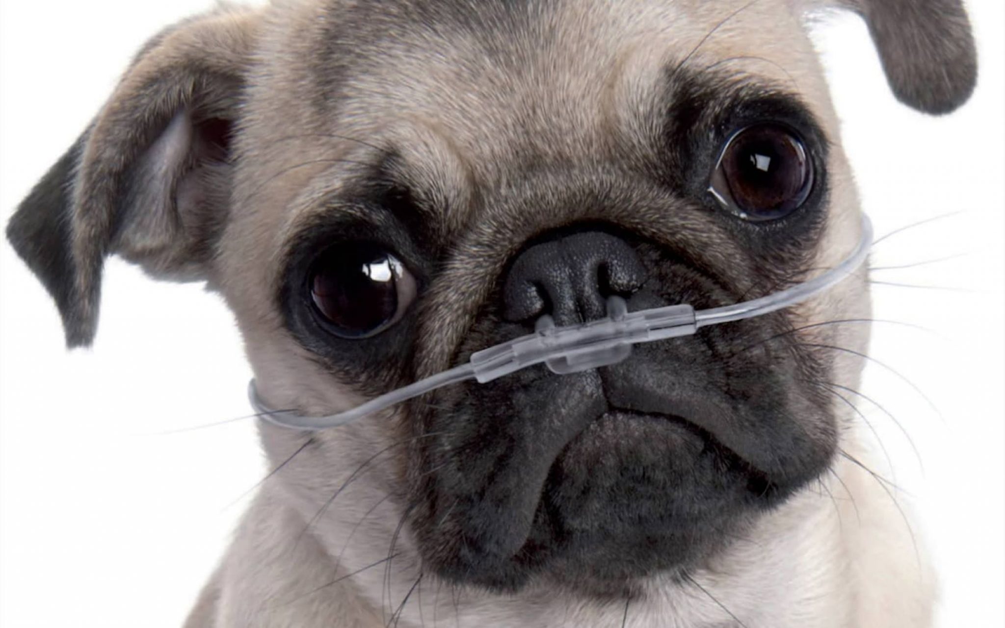 5 Most Common Health Issues Pugs Have Sta.ME