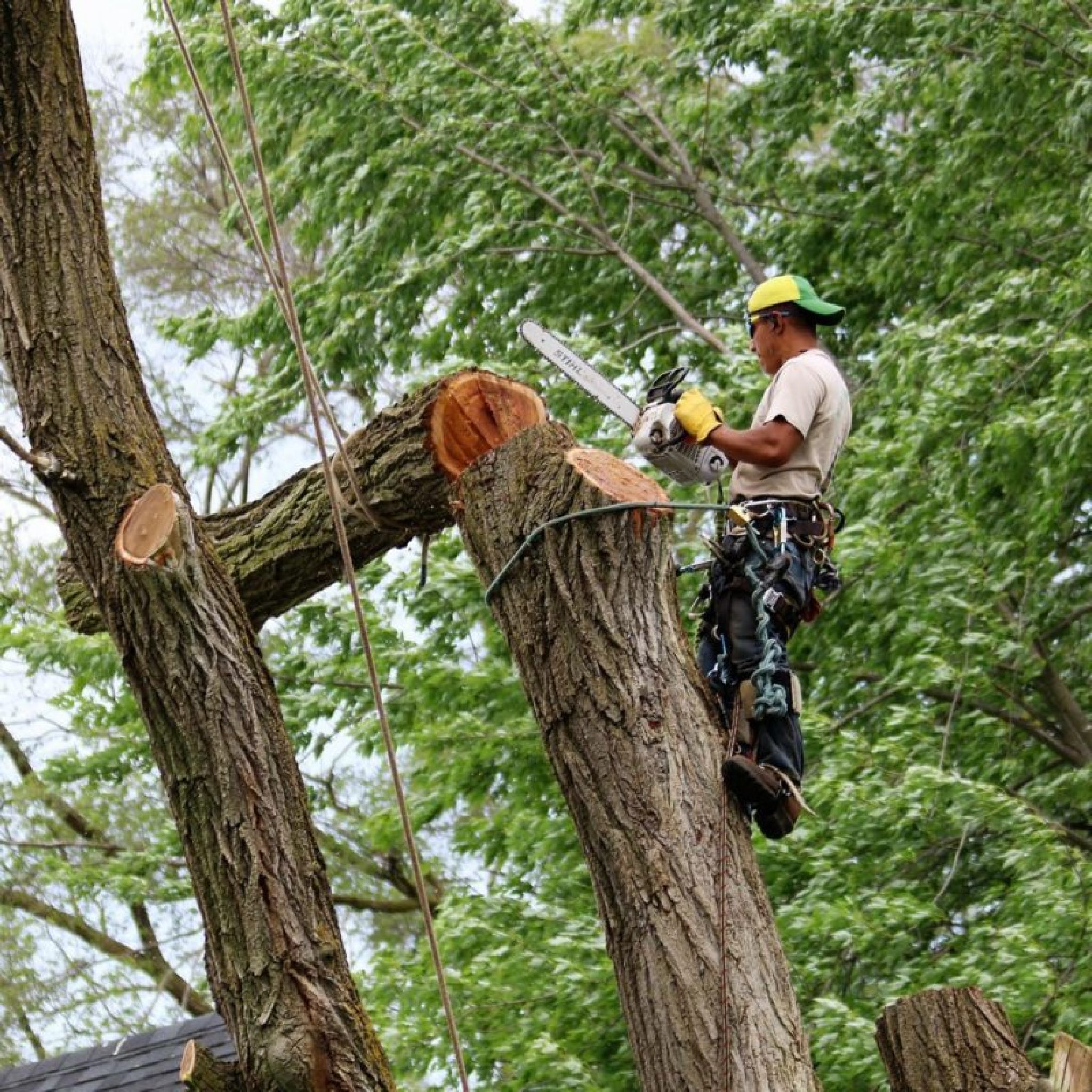 What Do Tree Service Technicians Do WebSta ME