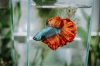 Should You Buy A Betta Fish If You Are A Beginner?