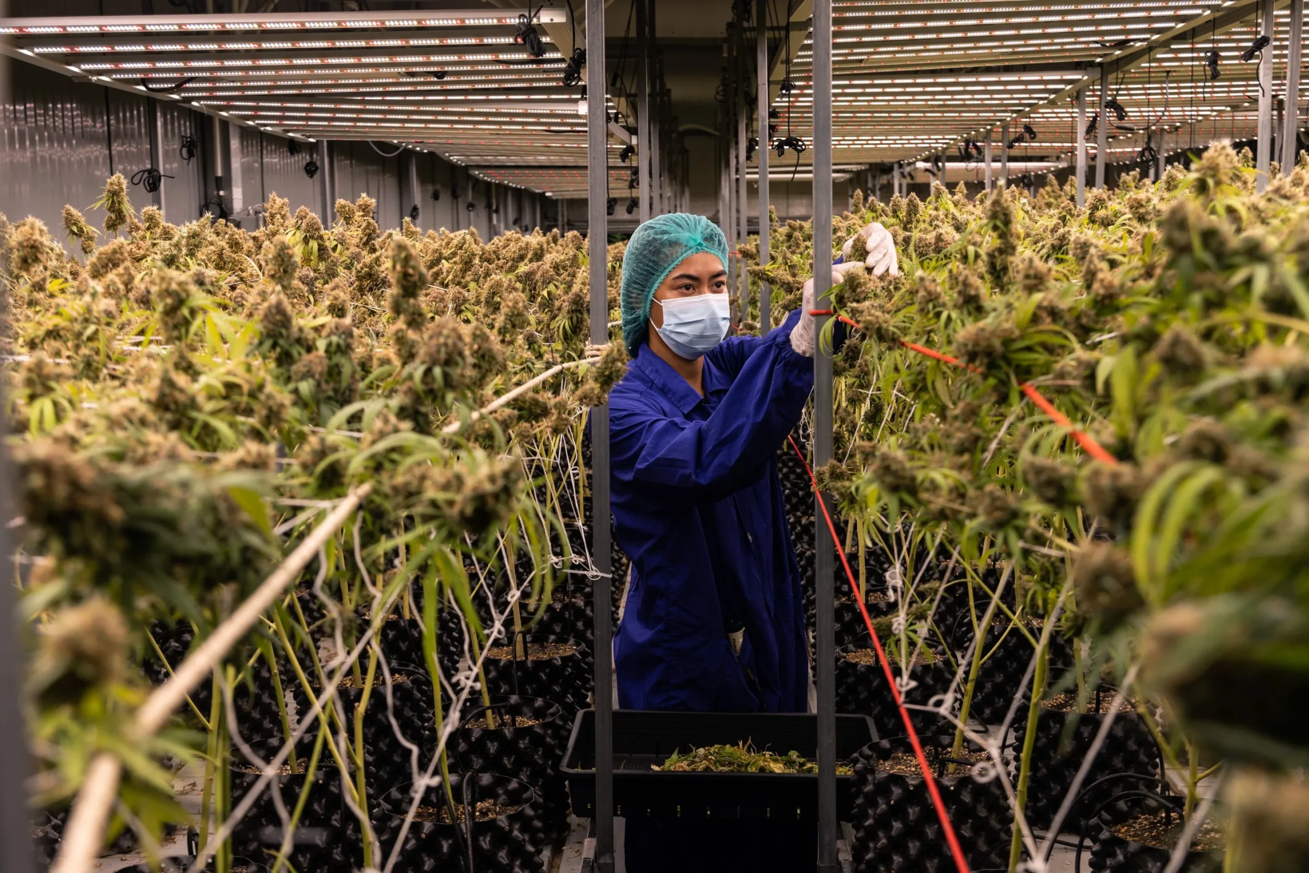 Cannabis Manufacturing