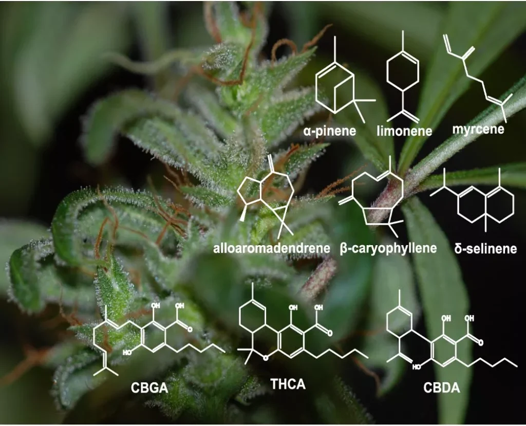 Extraction of Cannabinoids and Terpenes
