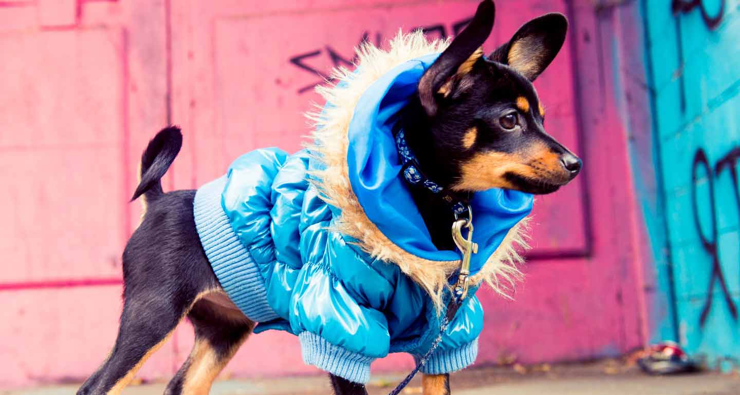 Dressing Your Furry Friend in Style