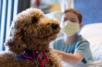 The Healing Power of Paws: Exploring the Benefits of Therapy Dogs