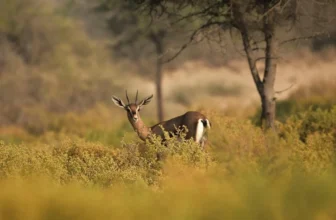 Curiosities of the Wild: Lesser-Known Facts About Animals and Nature