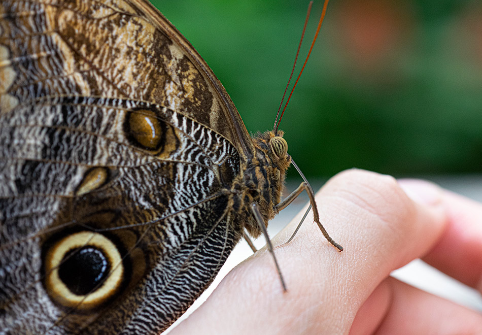 Curiosities of the Wild: Lesser-Known Facts About Animals and Nature