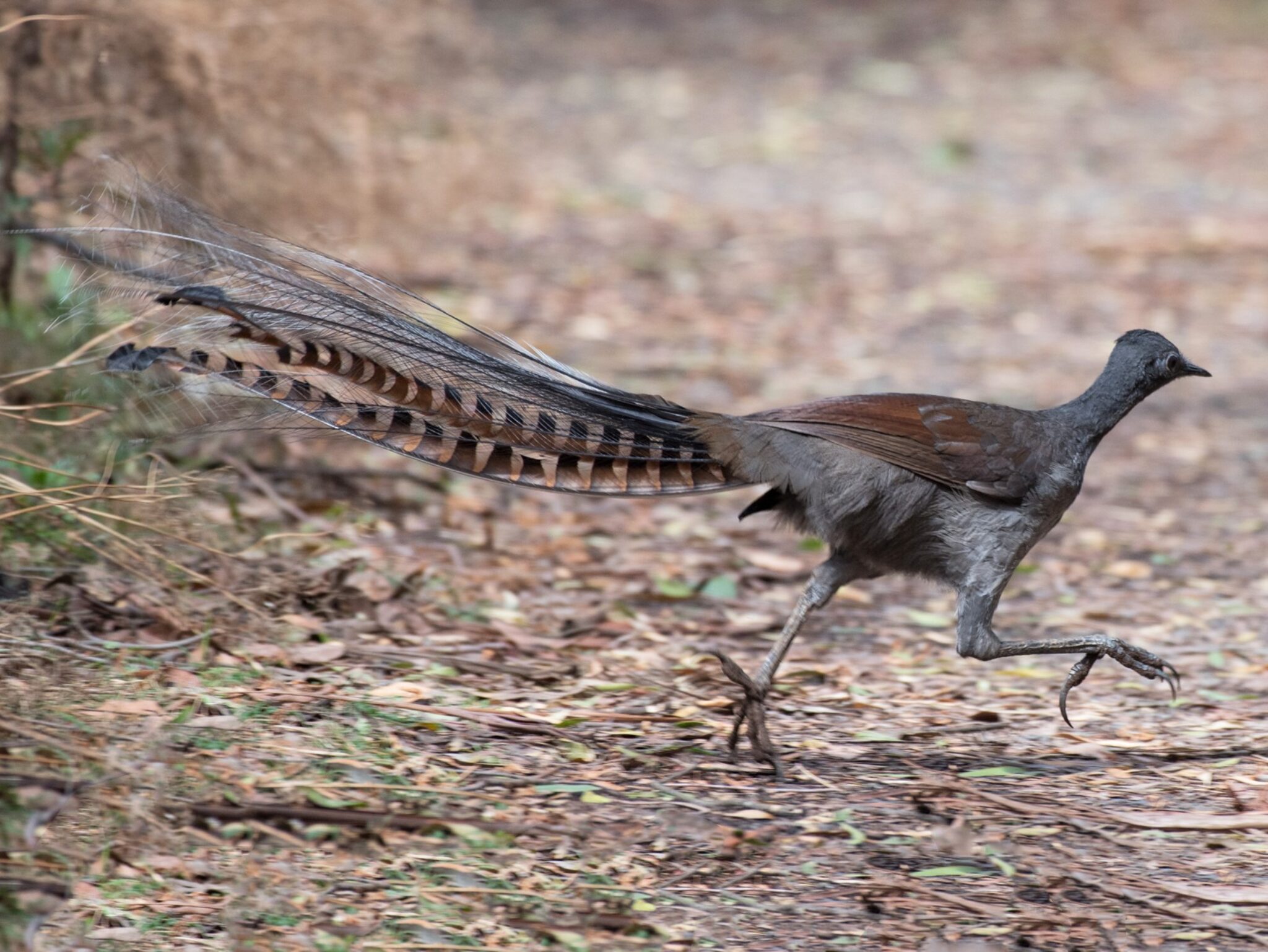 Curiosities of the Wild: Lesser-Known Facts About Animals and Nature