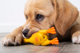 The Best Chew Toy for Puppy Teething