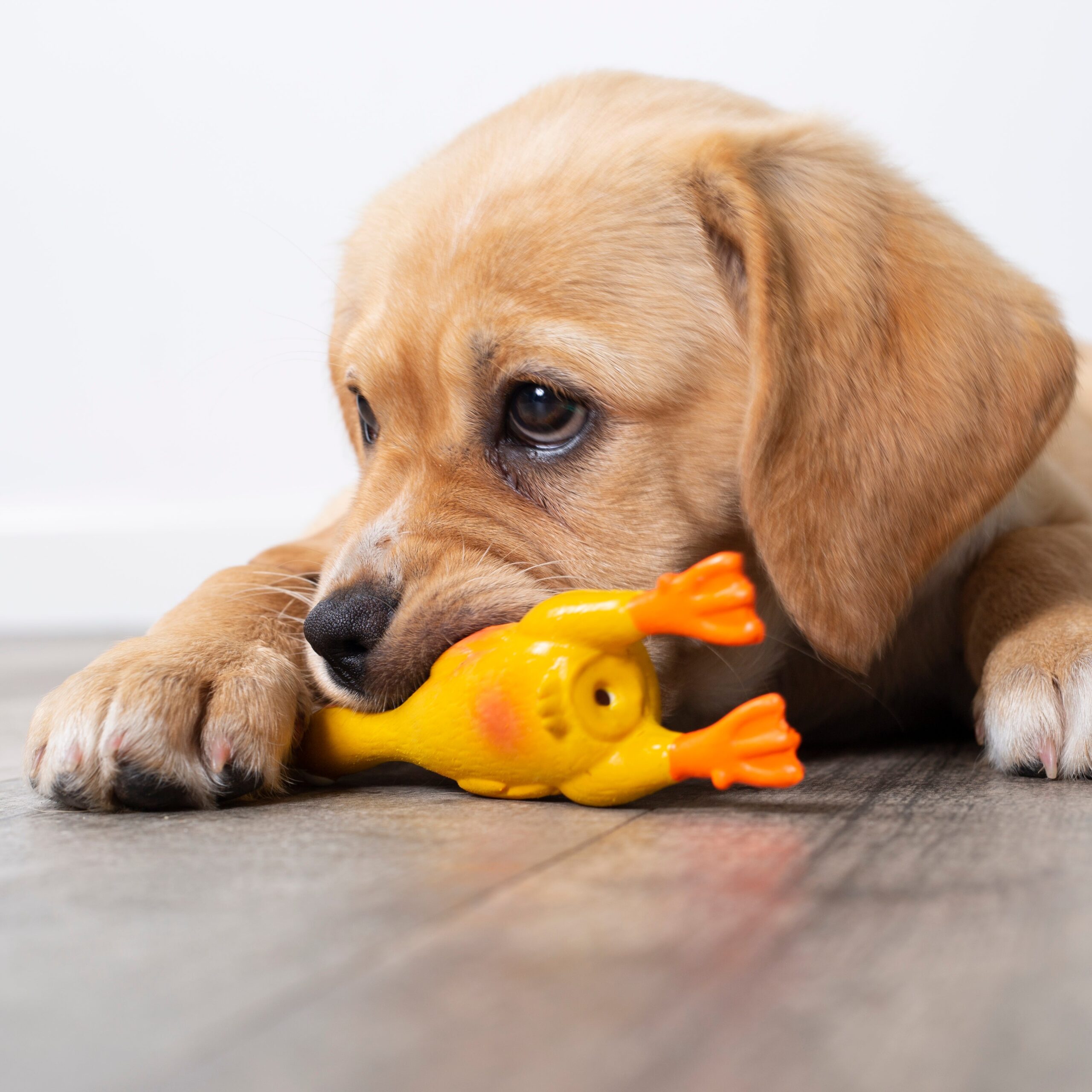 can teething make my puppy sick