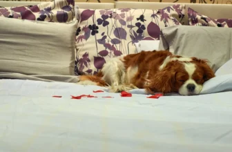 Qualities of the Best Dog Lodging: Ensuring a Comfortable Stay for Your Furry Friend