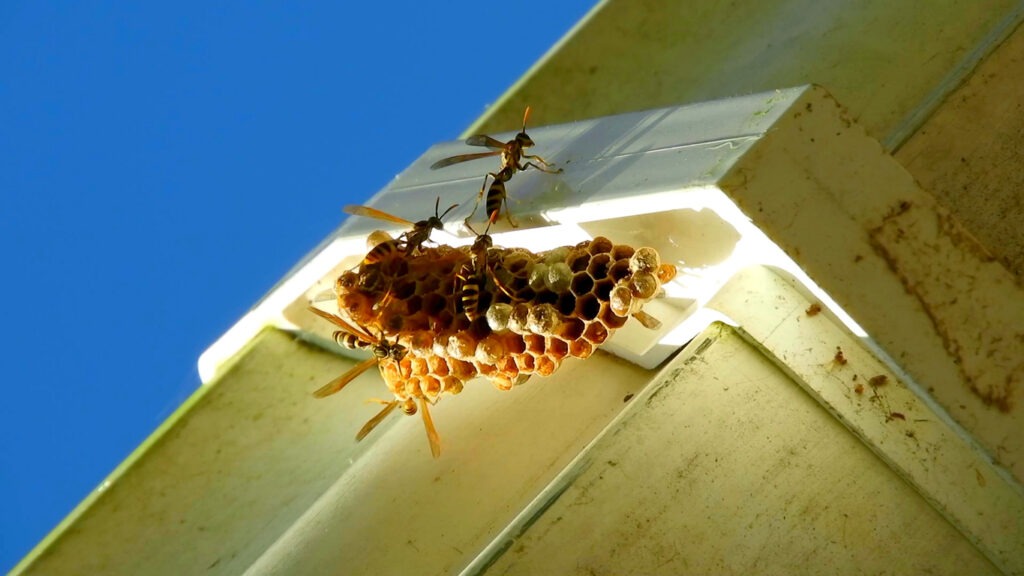 bees and wasps invasion