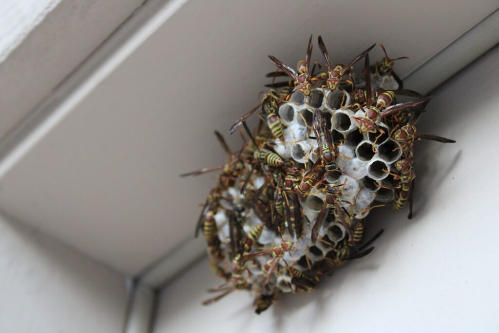 wasps nest