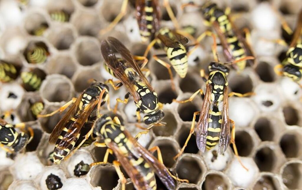 wasps nest zoom