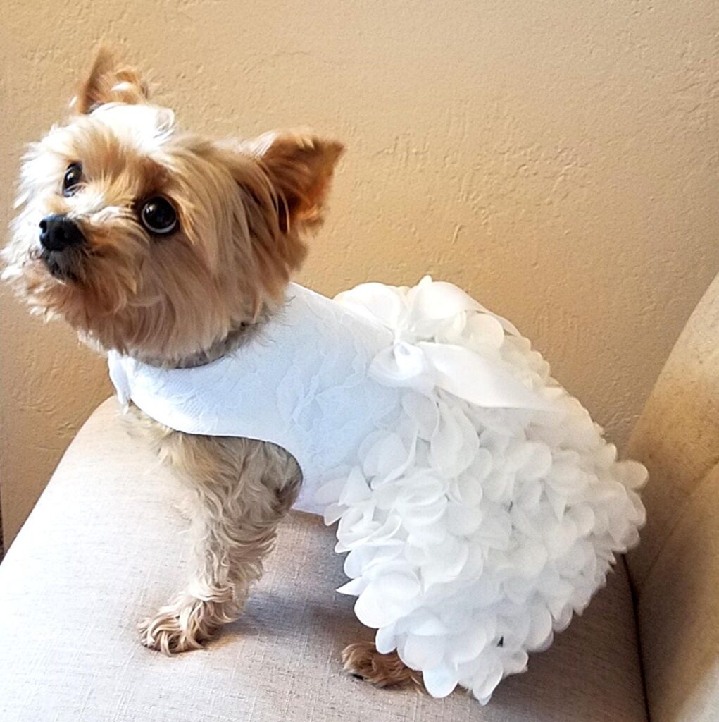 Bridal Gowns for Dogs