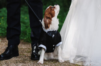 How to Dress Your Dog for Your Wedding