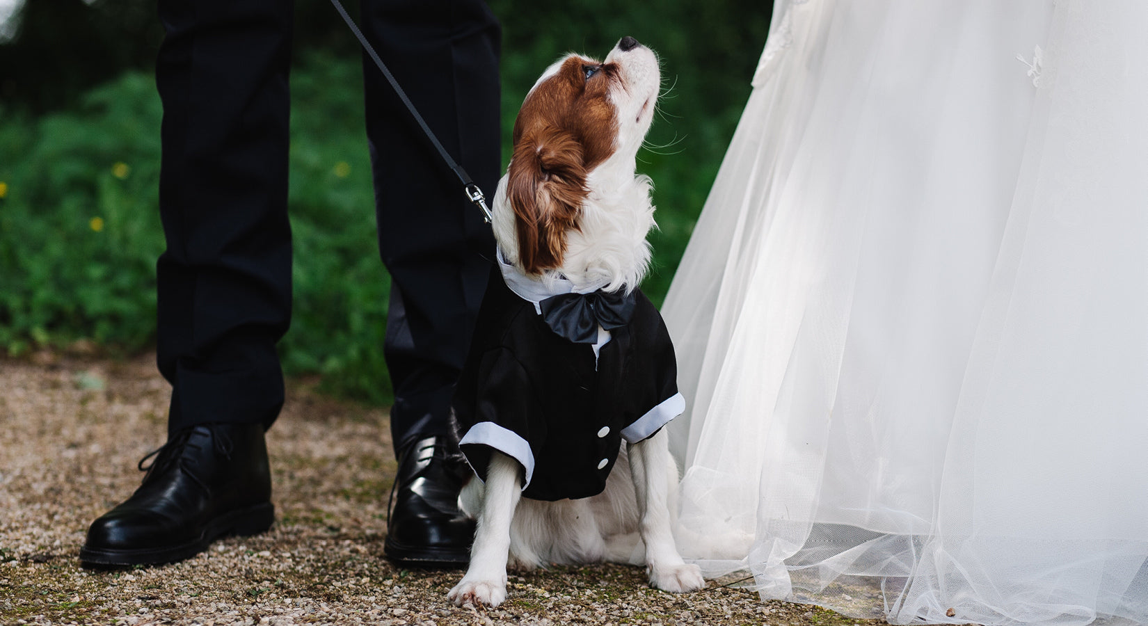How to Dress Your Dog for Your Wedding
