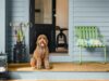 The Optimal Coating for a Home with Pets - Enhancing Durability and Style