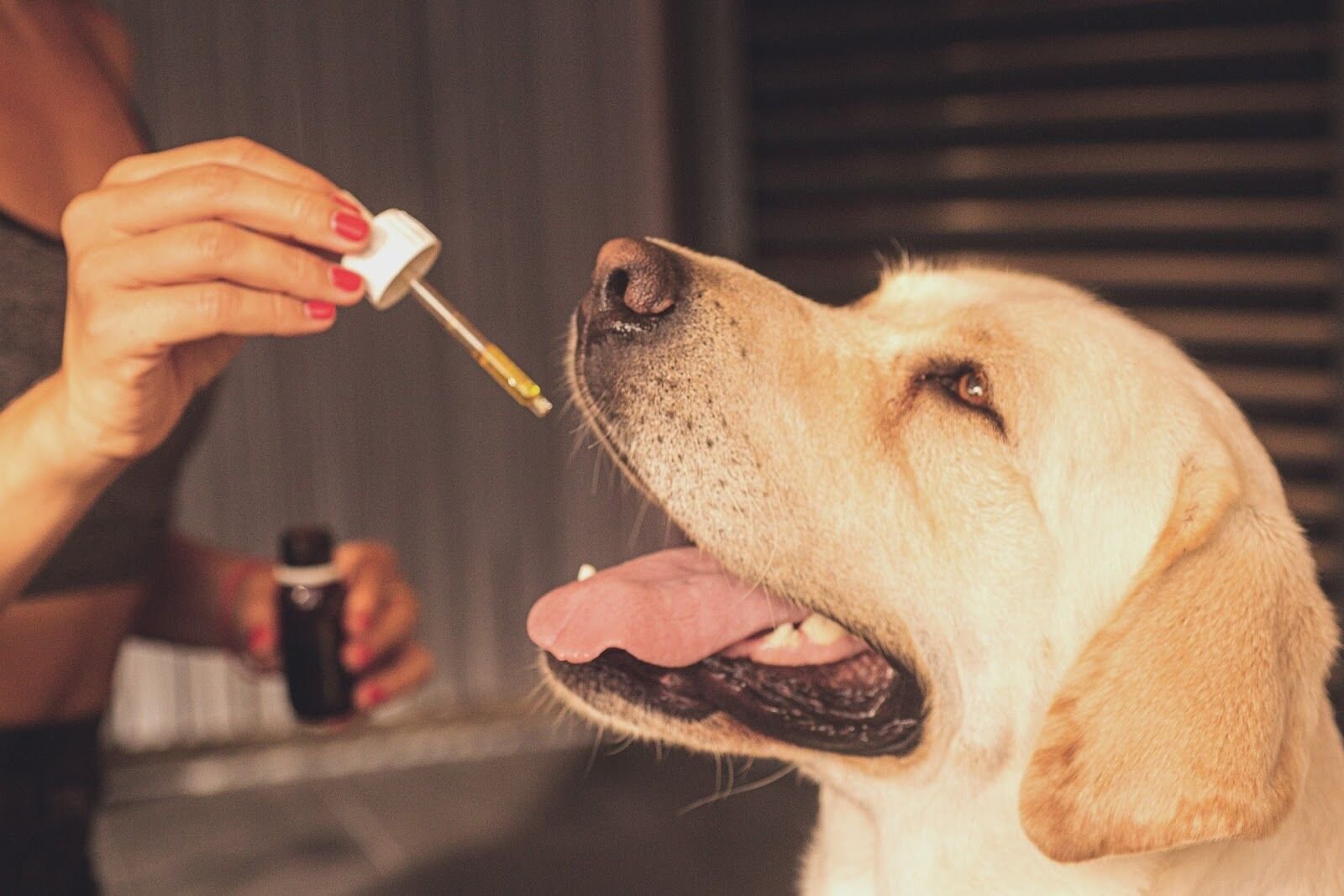 cbd products for dogs
