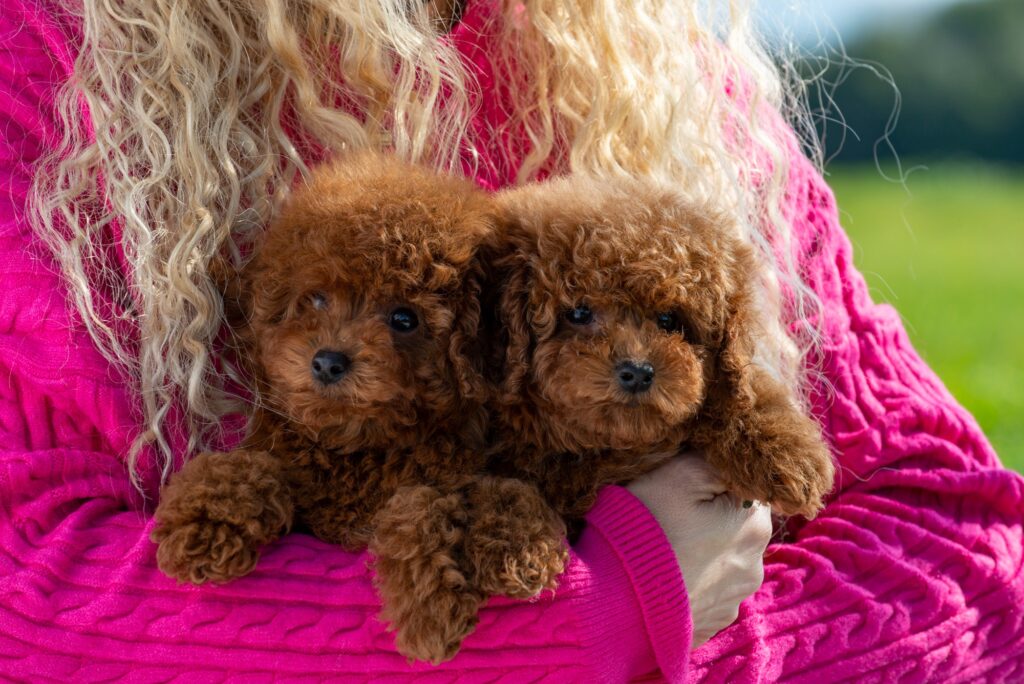 toy poodle temperament