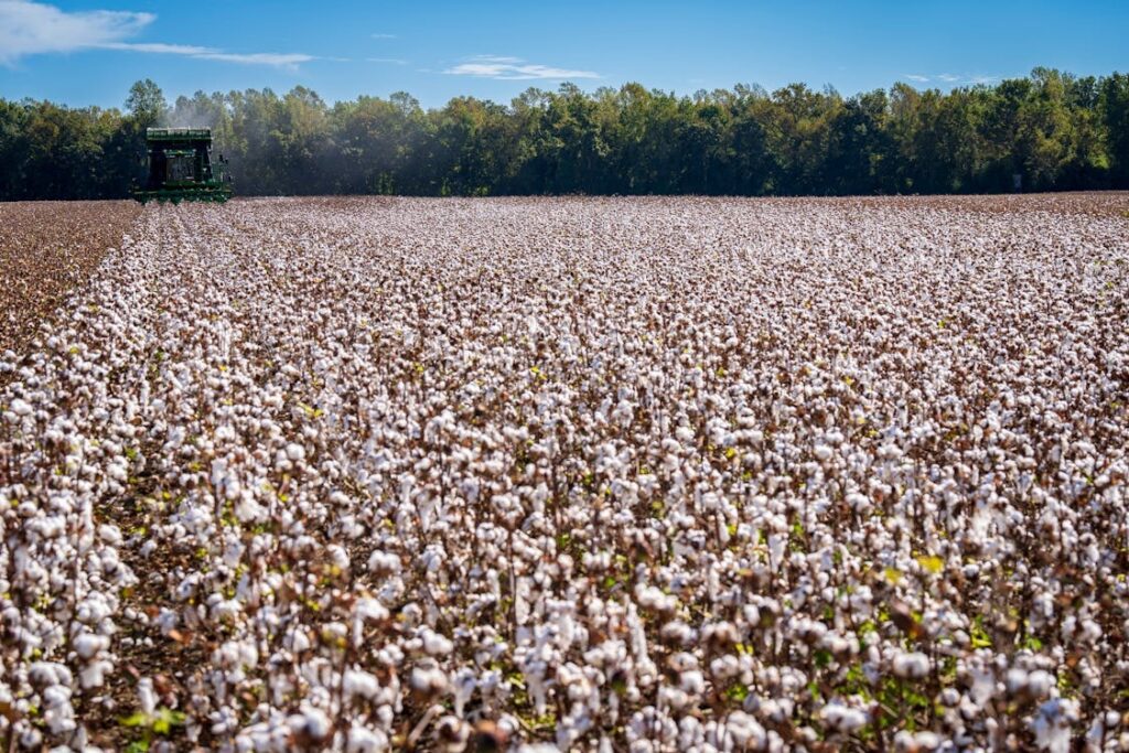 Cotton Harvester on duty