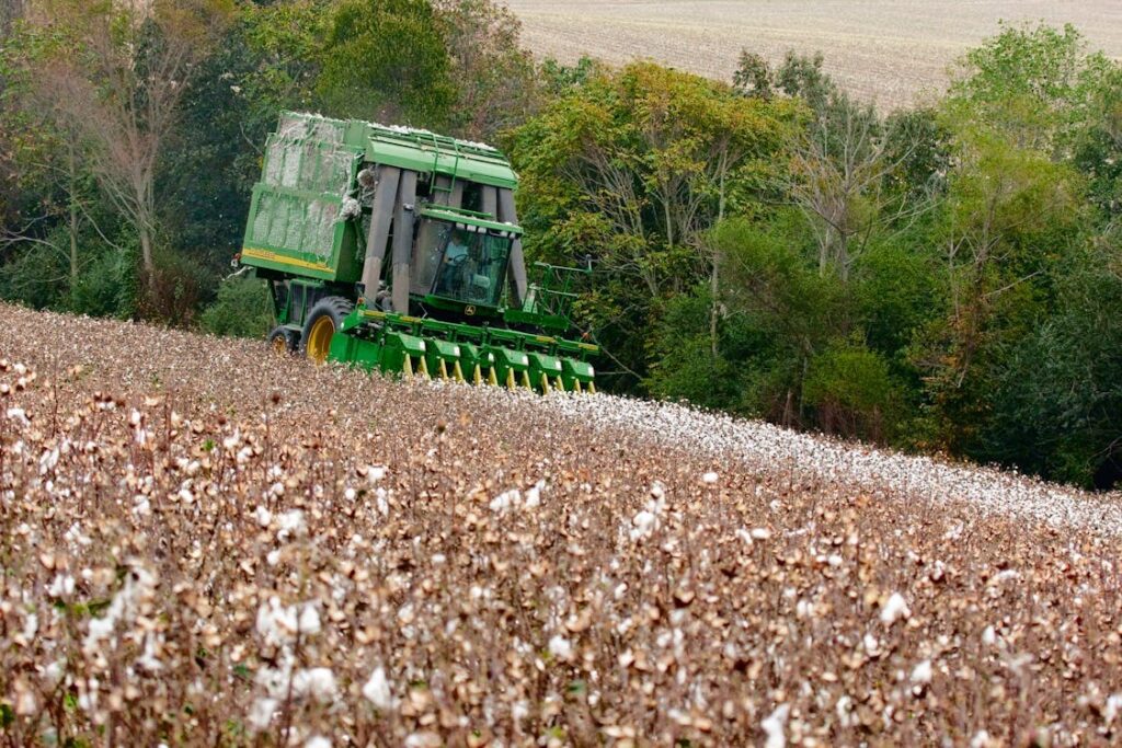Cotton Harvester work on field