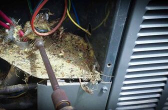 Pests Can Damage Your Home's Electrical System