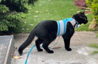Science Of Cat Harness Design ─ How Anatomy And Behavior Shape Safer, More Comfortable Harnesses