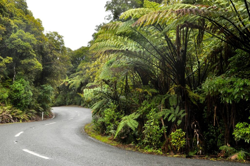 Head West to Waipoua Forest