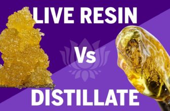 Live Resin vs. Distillate – Why the Right Device Setup Matters
