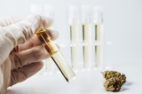 Why Is THC-O Distillate Getting So Popular In Japan