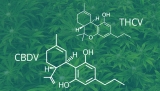 What is CBDV and THCV?