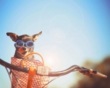 Best Motorcycle Dog Carrier 2024