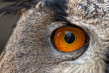 Curiosities of the Wild: Lesser-Known Facts About Animals and Nature