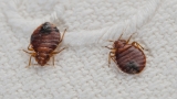 7 Most Common Misconceptions About Bed Bugs – 2024 Guide