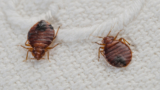 7 Most Common Misconceptions About Bed Bugs – 2024 Guide