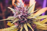 Special Sauce CBD Flower Benefits and Side Effects – 2024 Tips