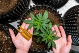 CBD: Is There a Difference Between Synthetic and Natural? – 2024 Guide