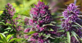 Bulk CBD Flower: A Growing Trend in the Wholesale Cannabis Industry